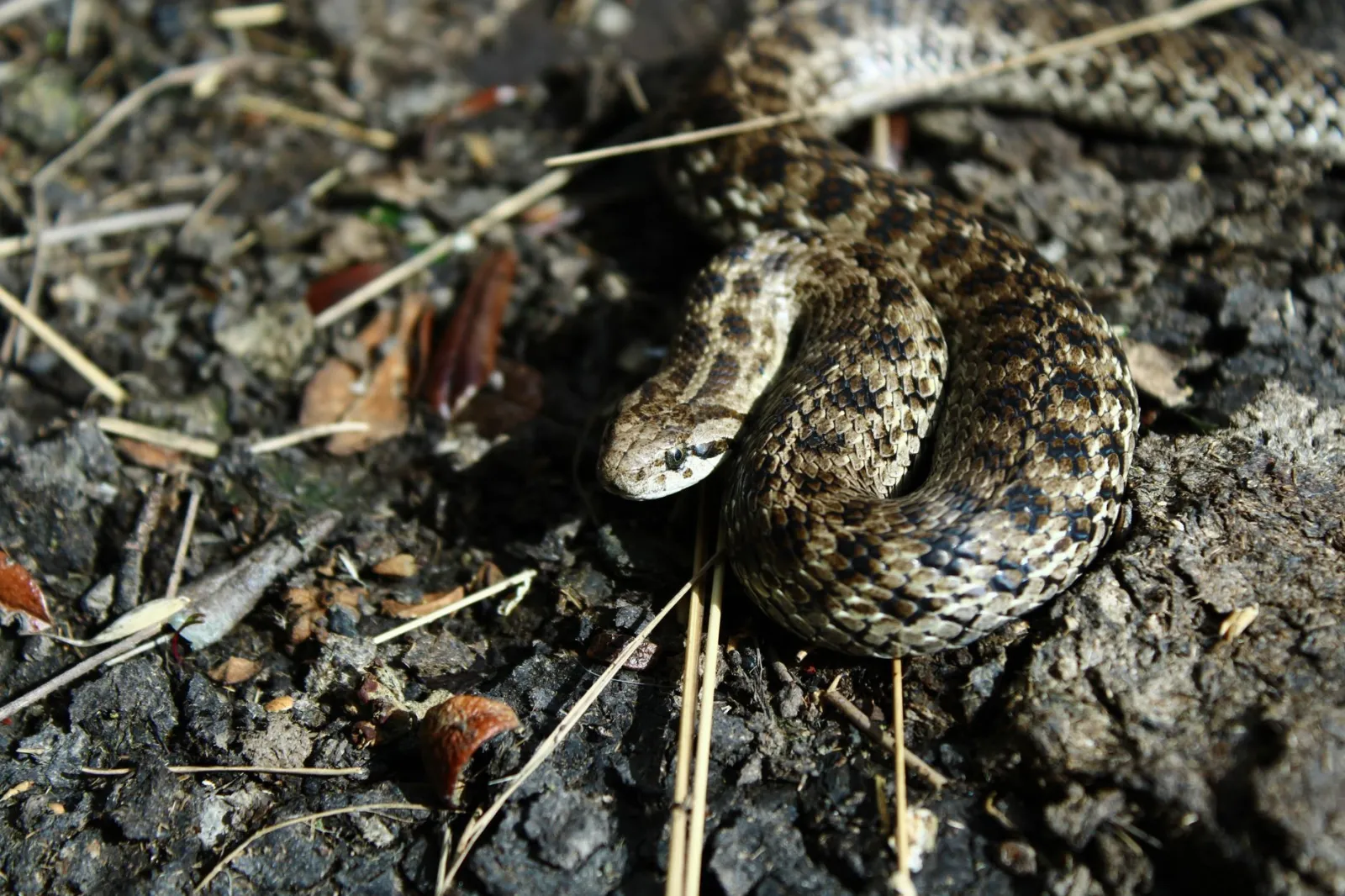 Close-up shot of a camouflaged snake blending with its natural habitat.